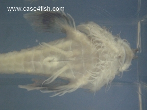 Foto Galerie/Perciformes/Cottoidei/Agonus cataphractus/Agonus cataphractus_06_S.jpg
